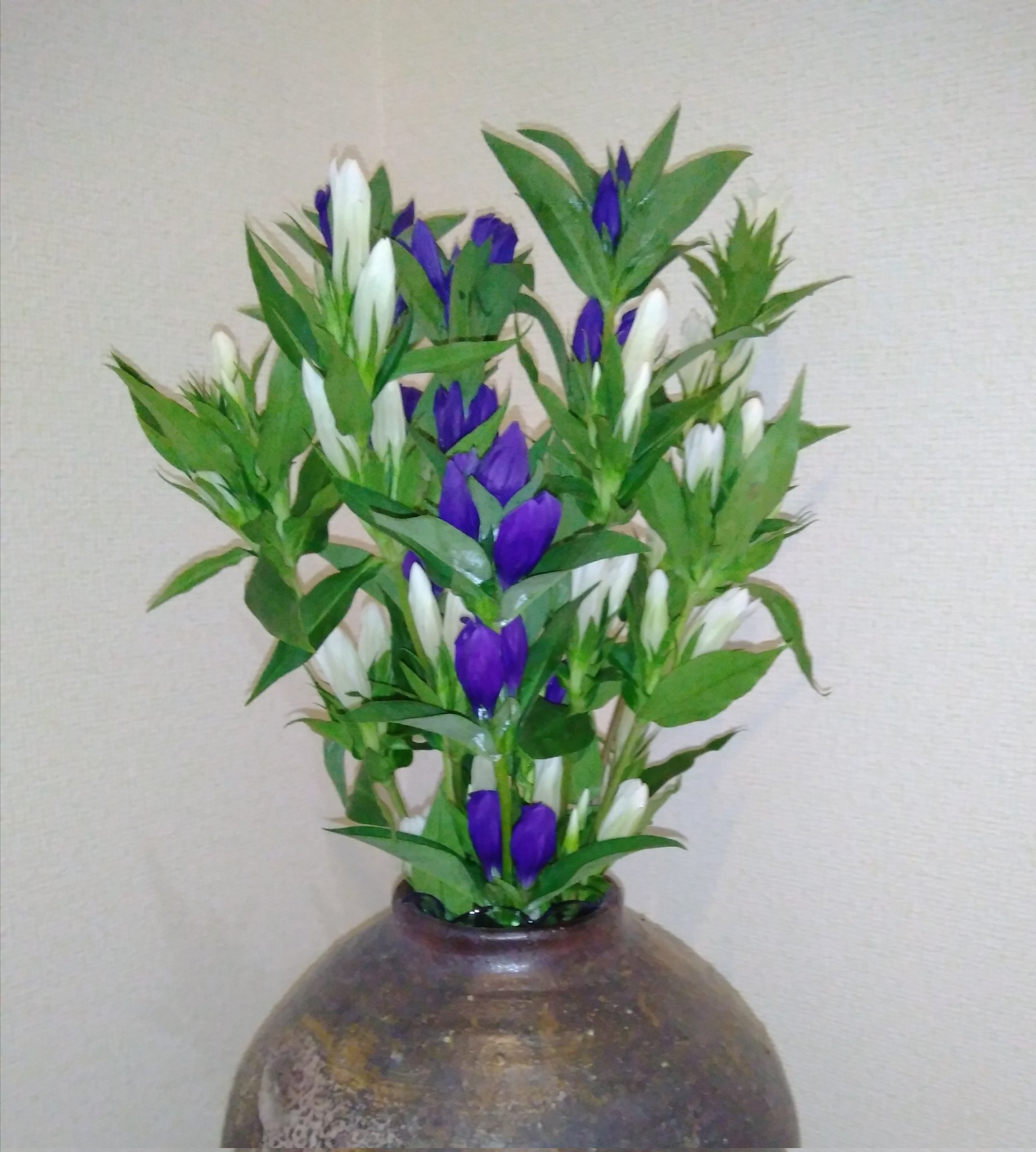 ぴよ リンドウの花束をいただきました リンドウの深い青色と凛とした佇まいが素敵です 玄関や部屋に沢山飾りました ありがとうございます 懸賞 当選報告 Tsc おばあちゃんの台所 新見 りんどう T Co I9rkddzhak Twitter ぴよ リンドウの花束をいただきました リンドウの深い青色と凛とした佇まいが素敵です 玄関や部屋に沢山飾りました ありがとうございます 懸賞 当選報告 Tsc おばあちゃんの台所 新見 りんどう T Co I9rkddzhak Twitter