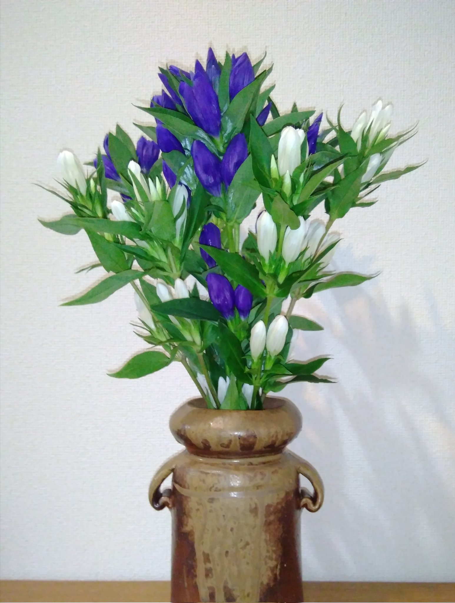 ぴよ リンドウの花束をいただきました リンドウの深い青色と凛とした佇まいが素敵です 玄関や部屋に沢山飾りました ありがとうございます 懸賞 当選報告 Tsc おばあちゃんの台所 新見 りんどう T Co I9rkddzhak Twitter