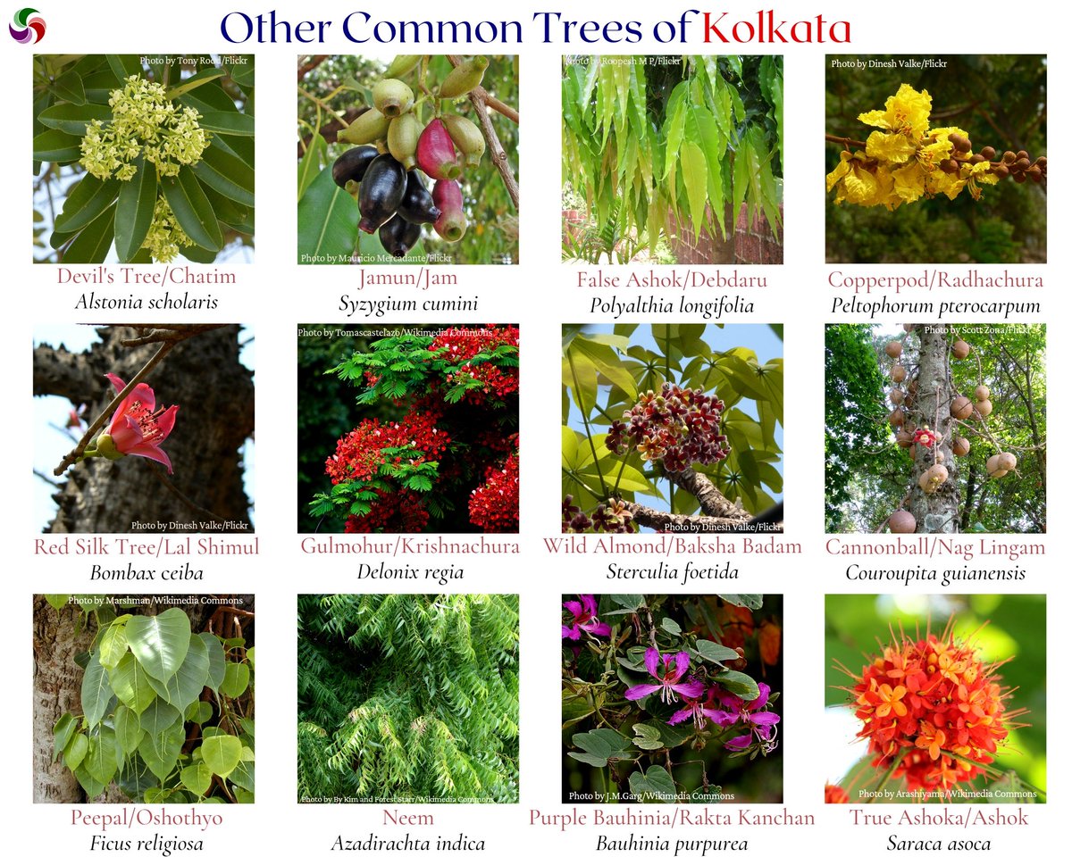 seasonwatch_in's tweet photo. Did someone say 'more trees'? We heard! Here are a few more #othercommontrees of #Kolkata
Also, want to make sure you remember these trees? Take this fun #treequiz -
https://t.co/XaiR0VD15R
.
#FridayFun #knowyourtrees #QuizTime #indiantrees #citiesandtrees #treewatch #seasonwatch https://t.co/xwfpngpvqY