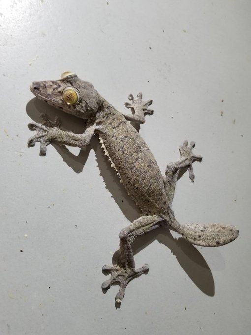 テイオウヘラオヤモリのtwitterイラスト検索結果