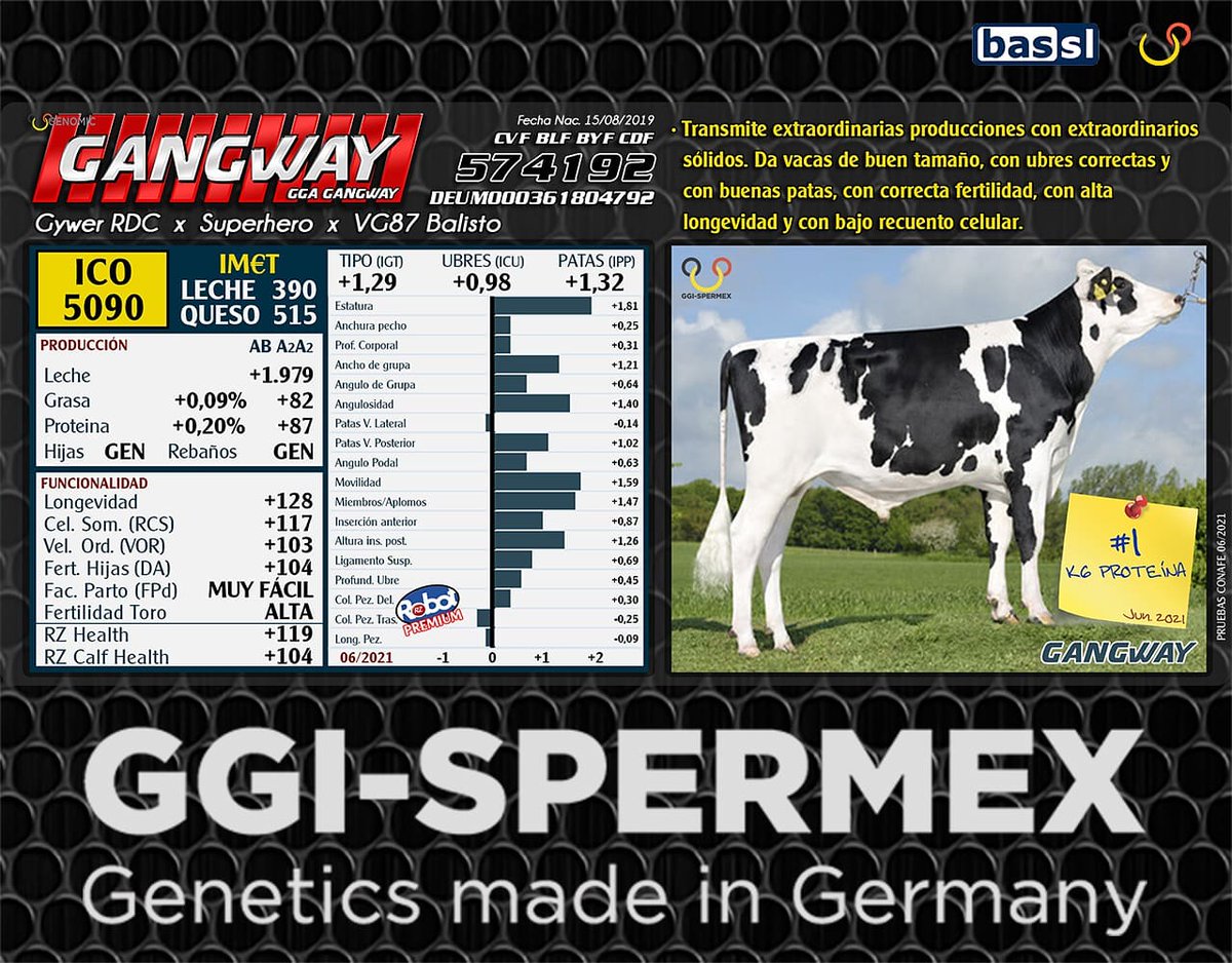 ImportExportBAS's tweet photo. GANGWAY 574192  ( DEUM0361804792 )
( GYWER RDC x SUPERHERO x VG87 BALISTO )
ICO 5090  (06/21)

>Muy altas producciones (+1.979 KG)
>Extraordinarios solidos  (+ 82 KG - Gra)  (+ 87 KG - Pro)
>Buen tipo (+ 1,29) , Buenas ubres (+0,98) , Buenas patas (+1,32)
>Alta longevidad (+128) https://t.co/7d8QCYTIUi