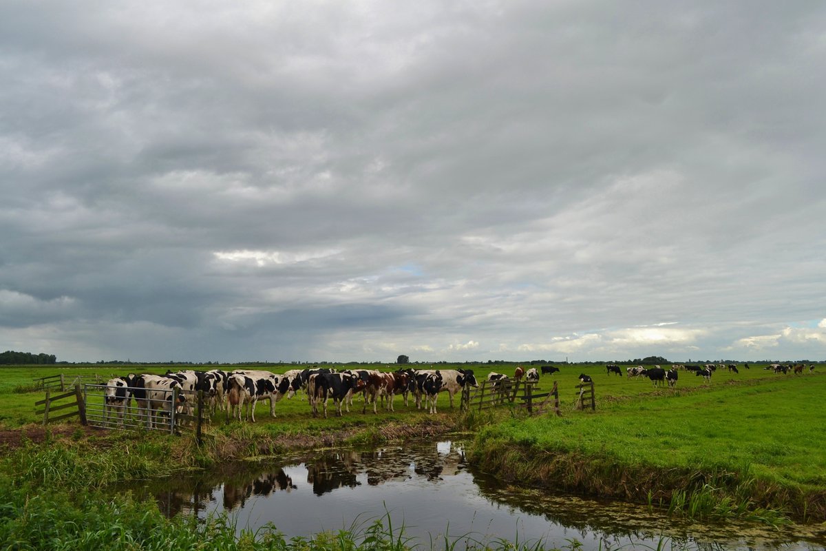 padt005's tweet image. Zon wolken en af en toe een bui op 27 aug. Bleskensgraaf.