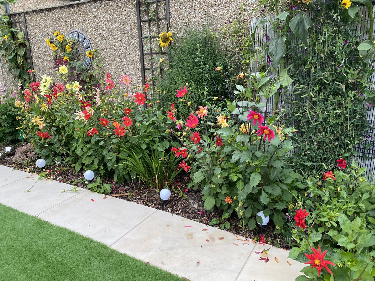 Growing giants! Said goodbye to this sunny, that weighed a tonne and was bigger than my head! Time to dry out the seeds for next year! 🌻
