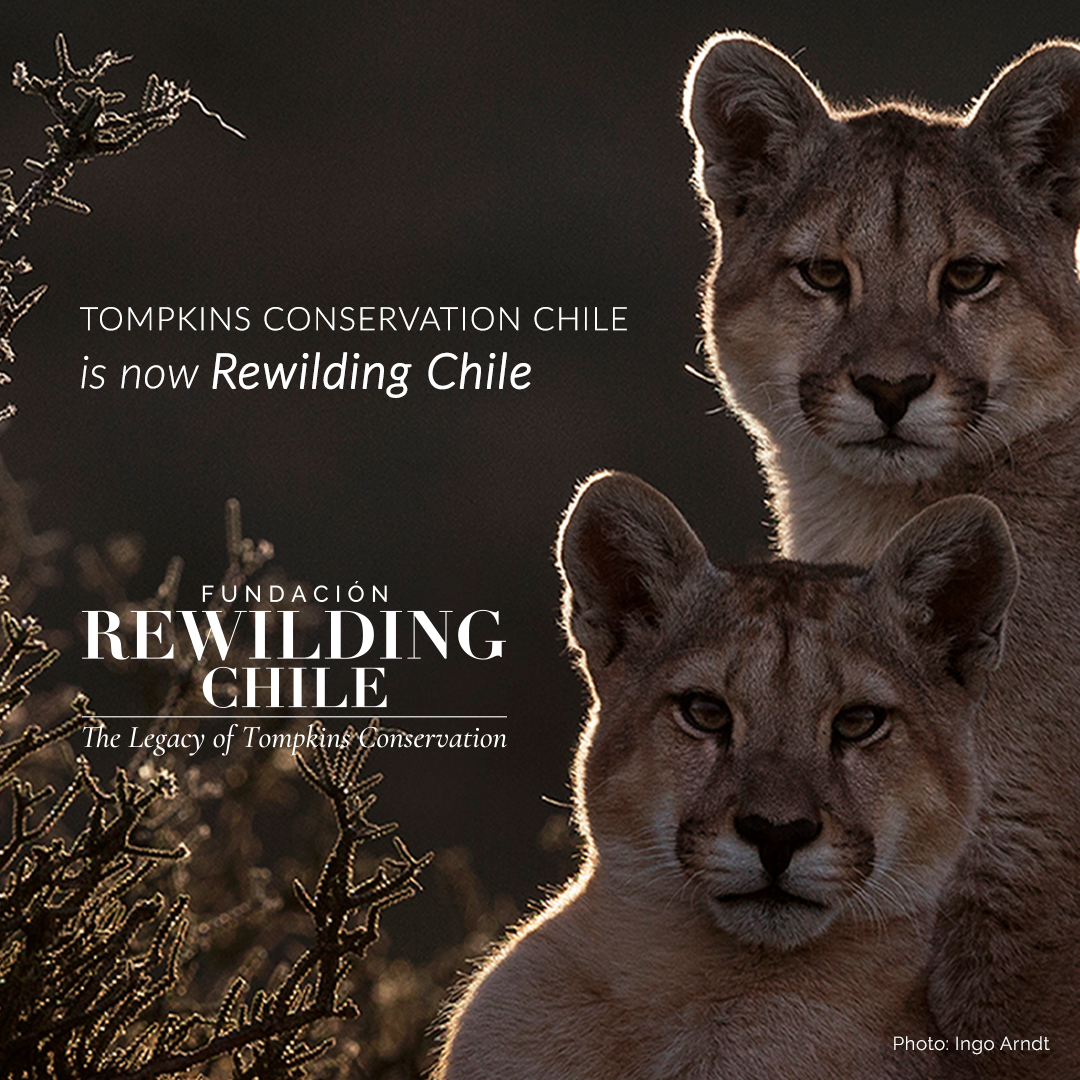Rewilding's tweet photo. Our friends from Tompkins Conservation Chile assume a new identity as @rewilding_chile. This change reflects the importance of Rewilding as an effective & proven approach to combat the climate crisis & extinction of species. Learn more at https://t.co/WrmdnmGNDb #RewildingChile https://t.co/2ISfcLJeTJ