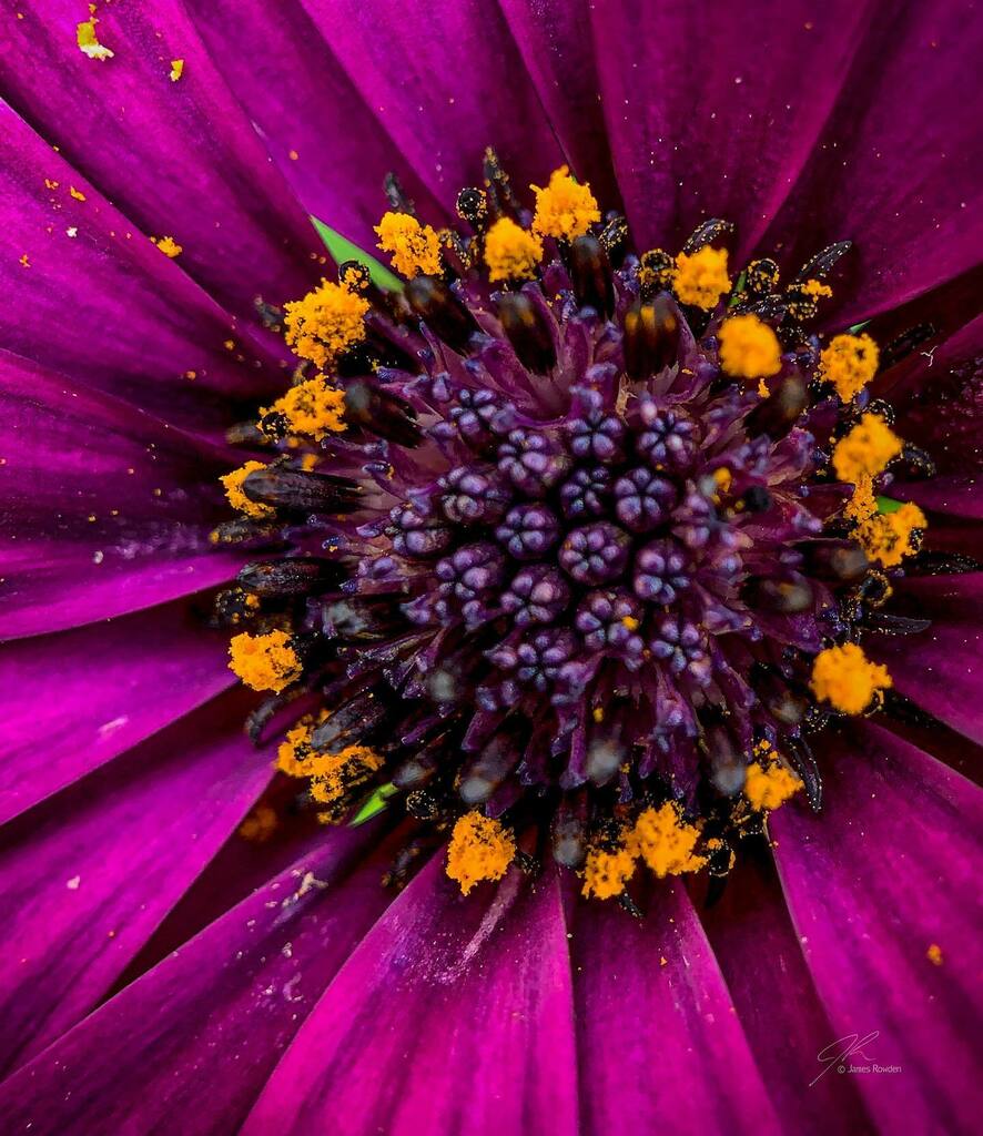 Jimrow's tweet image. Some purple for your feed. 
.
.
.
.
#littlethings #macrophotography  #flowersofinstagram #gigharborphotographer instagr.am/p/CTFOne9nMv0/