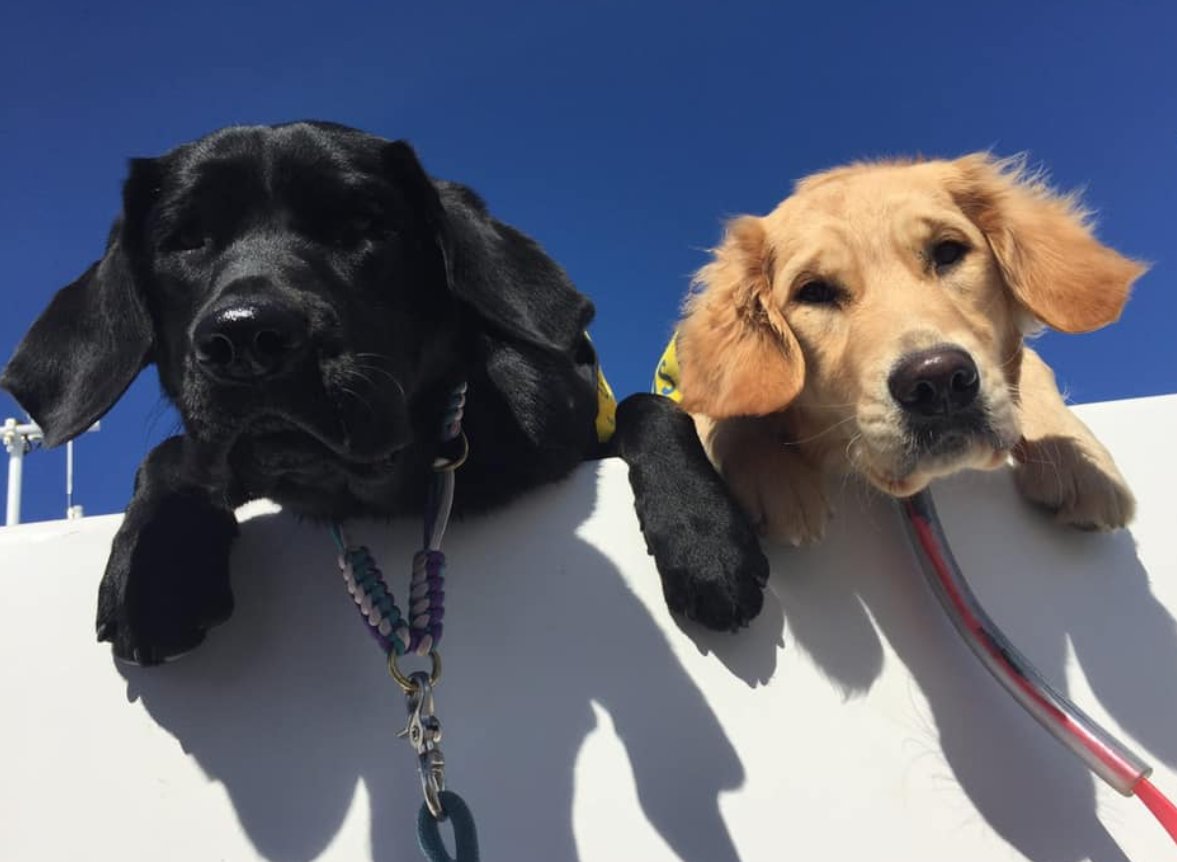 adiintl's tweet image. Are you looking for an #assistancedog? Make sure you know the difference between an assistance dog & other types of dog, where to look, what to look for & how & where to apply. You can find information on our website: assistancedogsinternational.org/main/looking-f… #dogs #adiintl