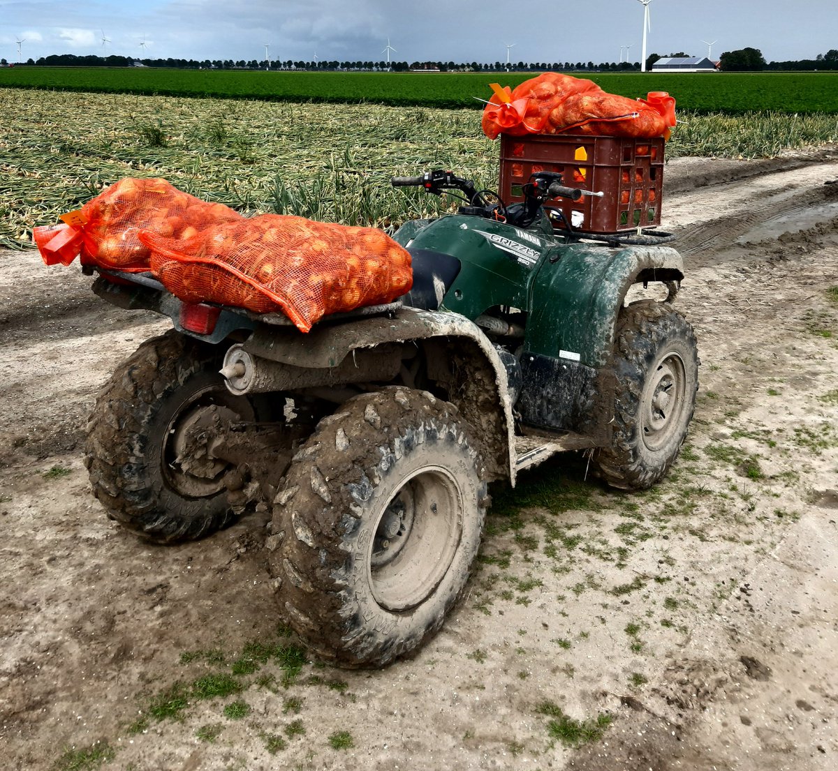 Trianum in ui => Koppert proef opgerooid! Nu de bewaring in &amp; daar na metingen. #partnerswithnature #fusarium #Trianum <a href="/KoppertNL/">Koppert Nederland</a>