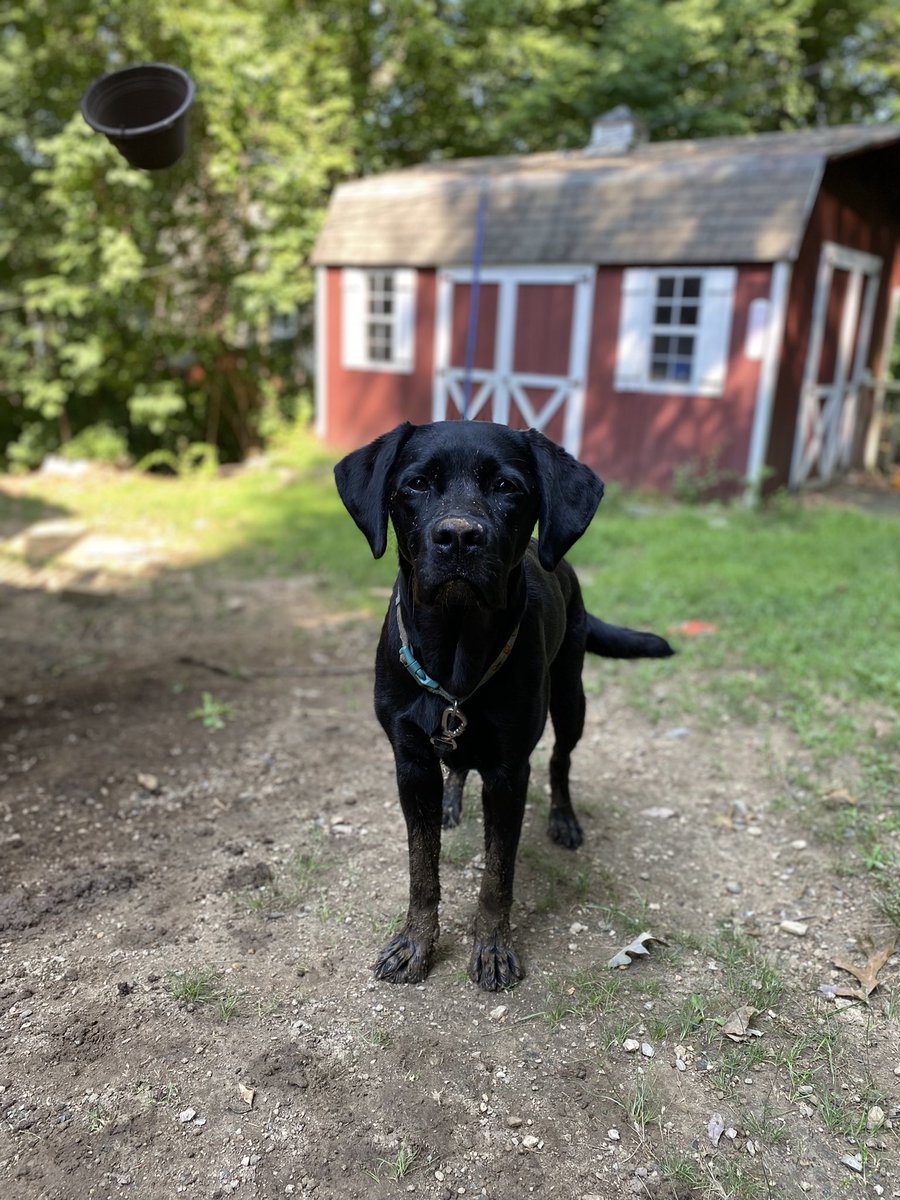 MarkAllenFlynn's tweet photo. We missed #NationalDogDay, Everest was too busy playing in the mud! https://t.co/zk0CXwxGmu