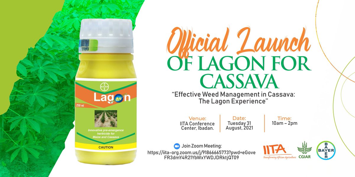 Official launch of #Lagon4Cassava 🗓️ Tuesday, August 31 2021. ⏲️ 10am - 2pm
You can watch live 📺on Youtube: youtu.be/WF-xHoMp0xI

Or join via Zoom using the link: iita-org.zoom.us/j/91866665773...
Meeting ID: 918 6666 5773
Passcode: nw86r0TA$
#Cassava #FoodSecurity #Productivity