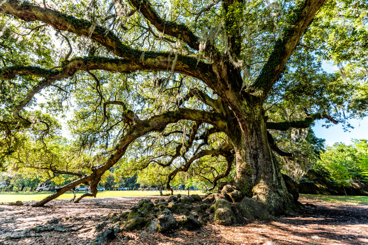 1stClassCleaner's tweet image. Did you know that the oldest tree in #Orlando is located at #BigTreePark? 😲 

It's estimated to be nearly 400 years old! #FunFactFriday firstclasscleaners.com #DryCleaners #Florida