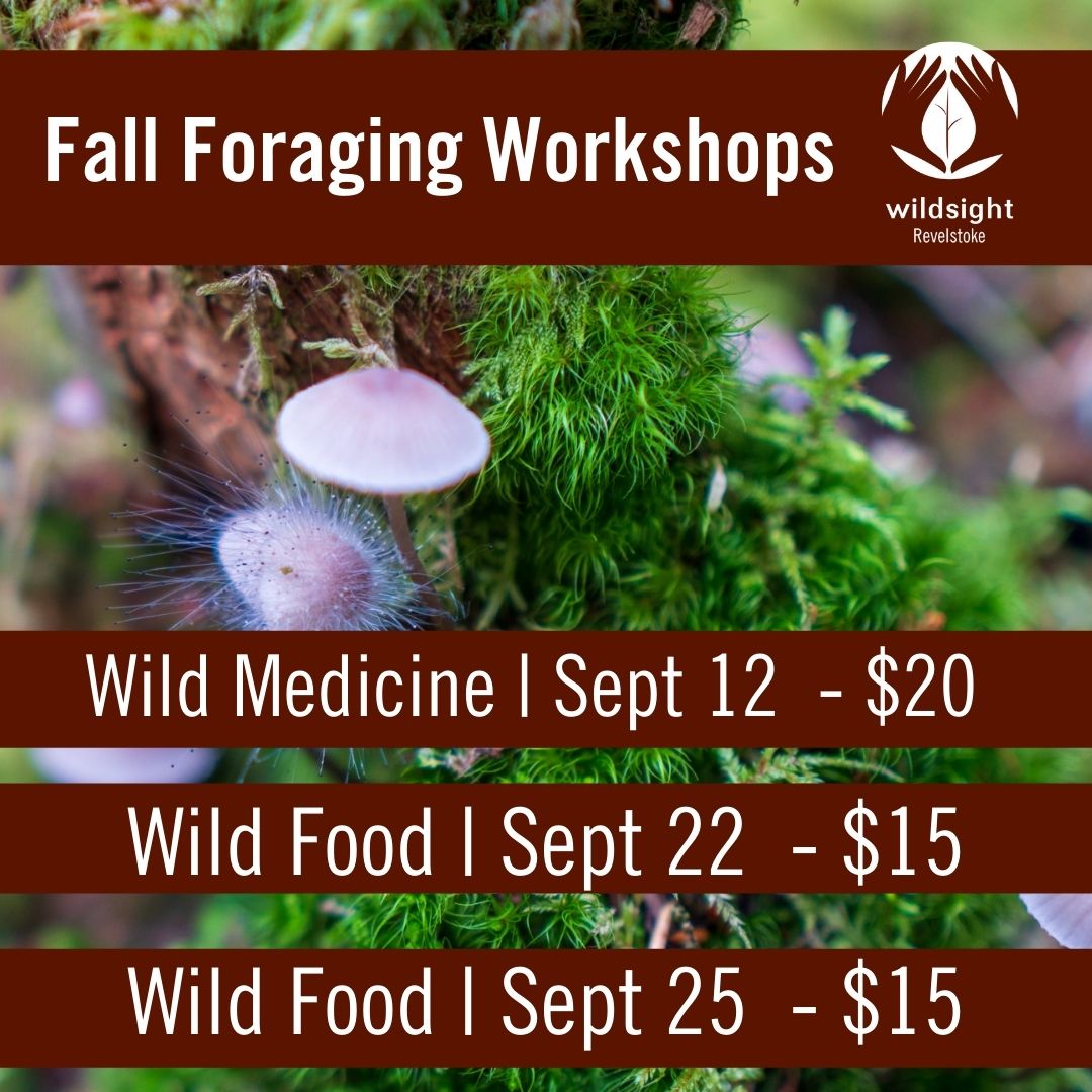 WildsightRevy's tweet image. There's a bounty to be discovered on our doorstep.

✅ All outdoors ✅ Small group ✅ Covid Plan ✅ Ethical methods

Sign Up👇

Wild Medicine: fb.me/e/XKQVWxkl
Wild Food (Wed 22): fb.me/e/2DFq4LF6Q
Wild Food (Sat 25): fb.me/e/1g9ZpQjoM