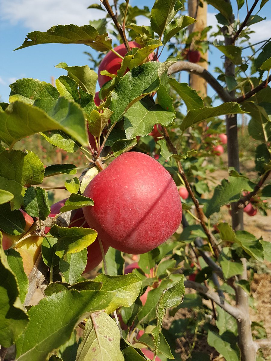 GRADILIS tweet media