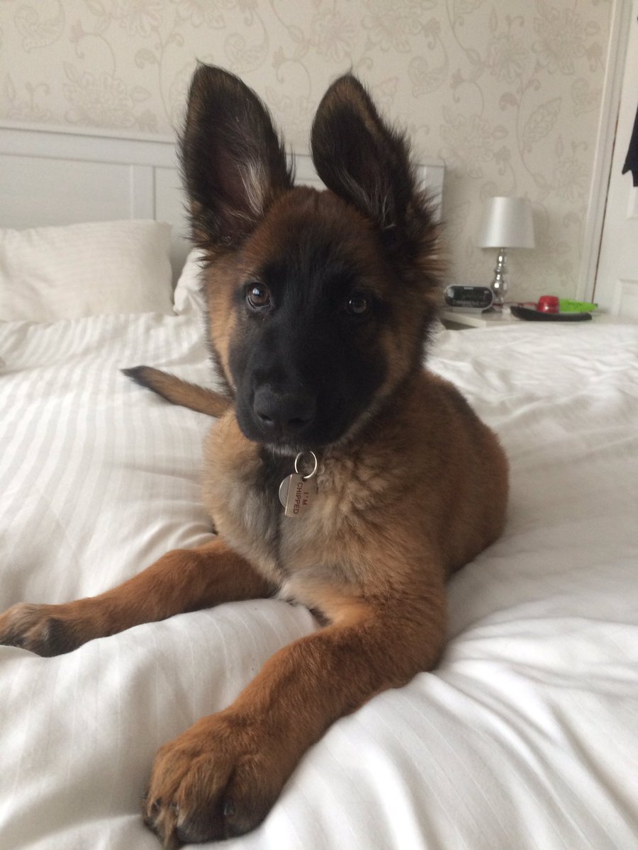 NicNic711's tweet photo. Poser? Me? Nah! All natural, all me ๐พ๐พ (No Neil you canโt have her back ๐). #BBHunter #Metpolpup #GSDxMali #GIRLnotBOY https://t.co/FoFtnwkcA4