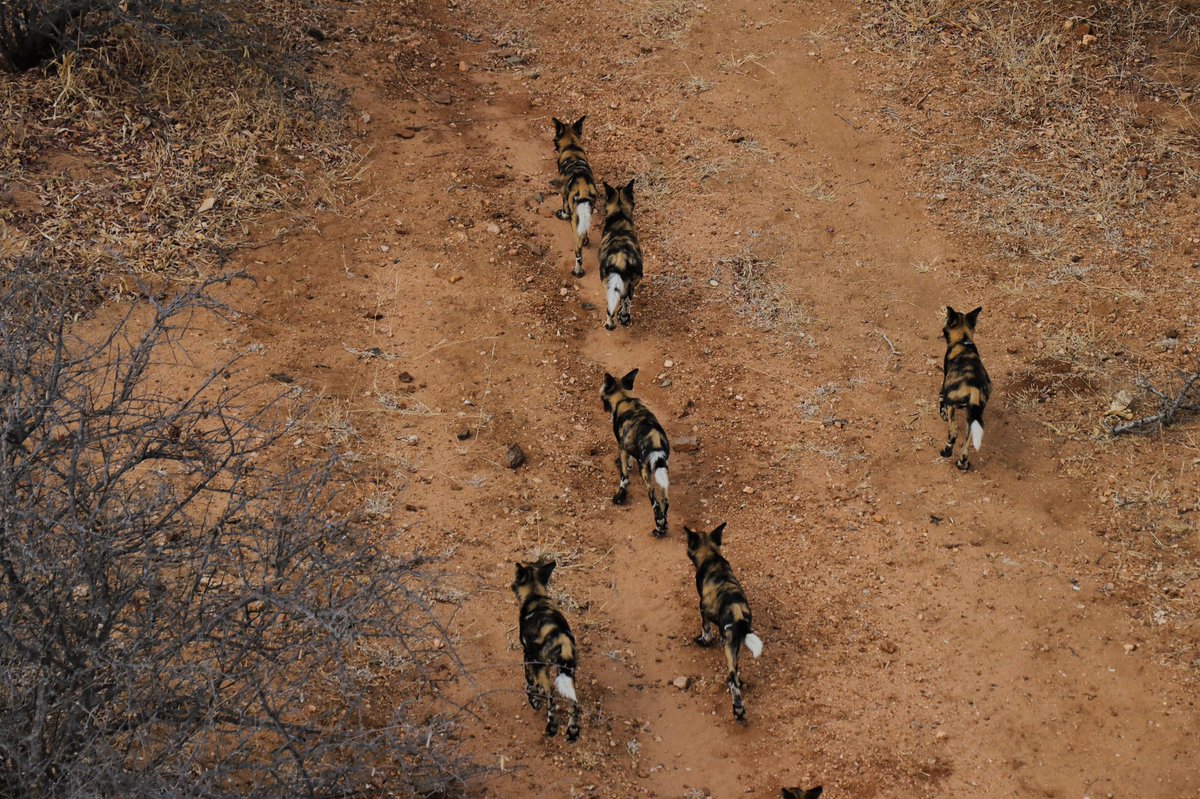 joepietersen's tweet photo. Today I was privileged to help mitigate human-wildlife conflict, we drove a pack of Wild dogs off a property where they were in harms way. 
#conservation #happy #wildlife #southafrica https://t.co/zbMZZl0okj