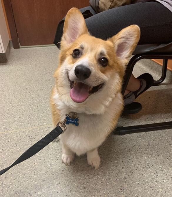 dog_rates's tweet image. This is Kai. He tore his right ACL a while ago when he tried to see how fast he could go down the stairs. While that leg was healing, he tore his other ACL. Basically, his stumpy zoomers have been through a lot and you can help him recover below. 13/10

gofundme.com/f/kai-ccl-tear…