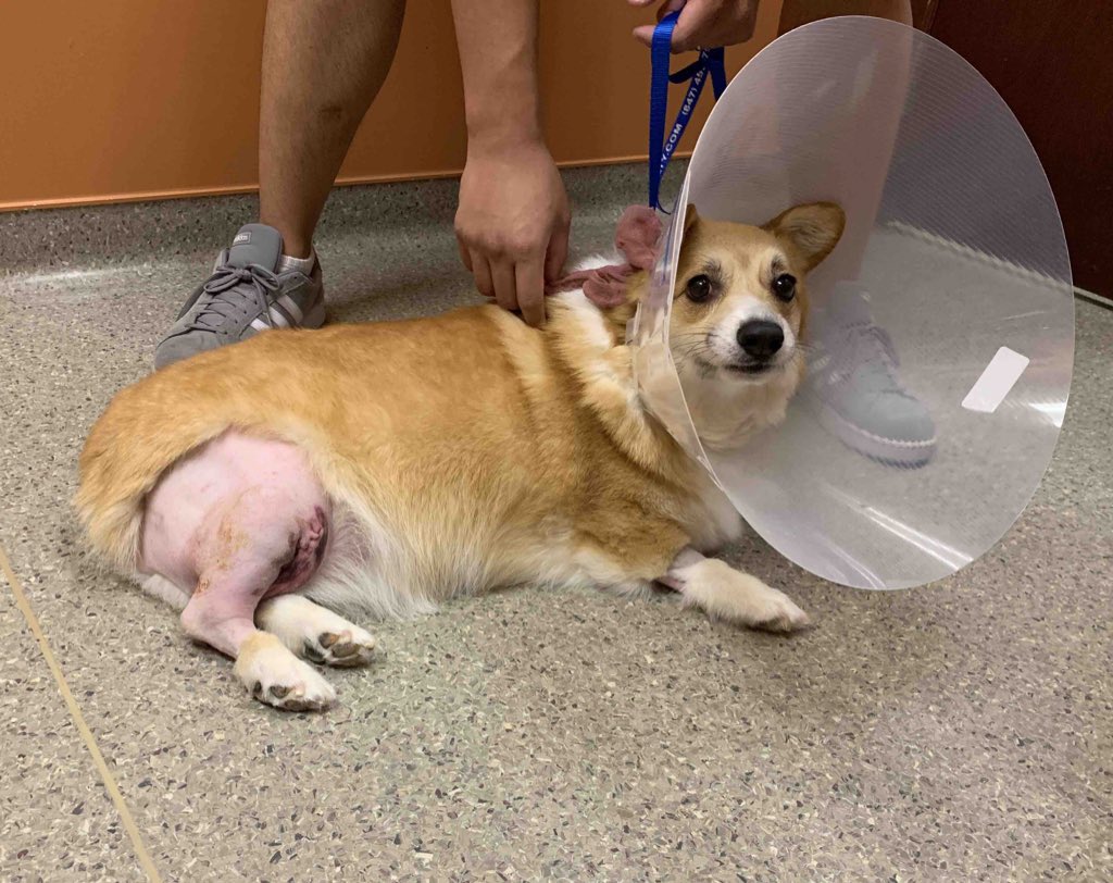 dog_rates's tweet image. This is Kai. He tore his right ACL a while ago when he tried to see how fast he could go down the stairs. While that leg was healing, he tore his other ACL. Basically, his stumpy zoomers have been through a lot and you can help him recover below. 13/10

gofundme.com/f/kai-ccl-tear…