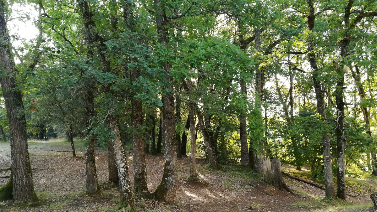 IsaLevyPrat's tweet photo. Un grand bol d air dans ce magnifique bois avant de découvrir
#Cingle de #Tremolat
#live #Dordogne https://t.co/8dqt0BuYQo