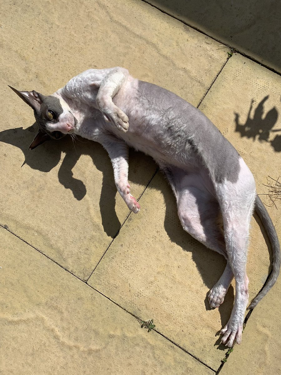 SchillerTeam's tweet photo. A good week. Some neat results. Some wonderful news from three of the team. More to follow... 🤓@Materials_Girl @SergioCspedes4 @RebeccaMackley @MRCDTP_IBR @MASCDT #interdiscilplinary #characterisation #itsfriday #crazycat https://t.co/1Y7qQtNOto