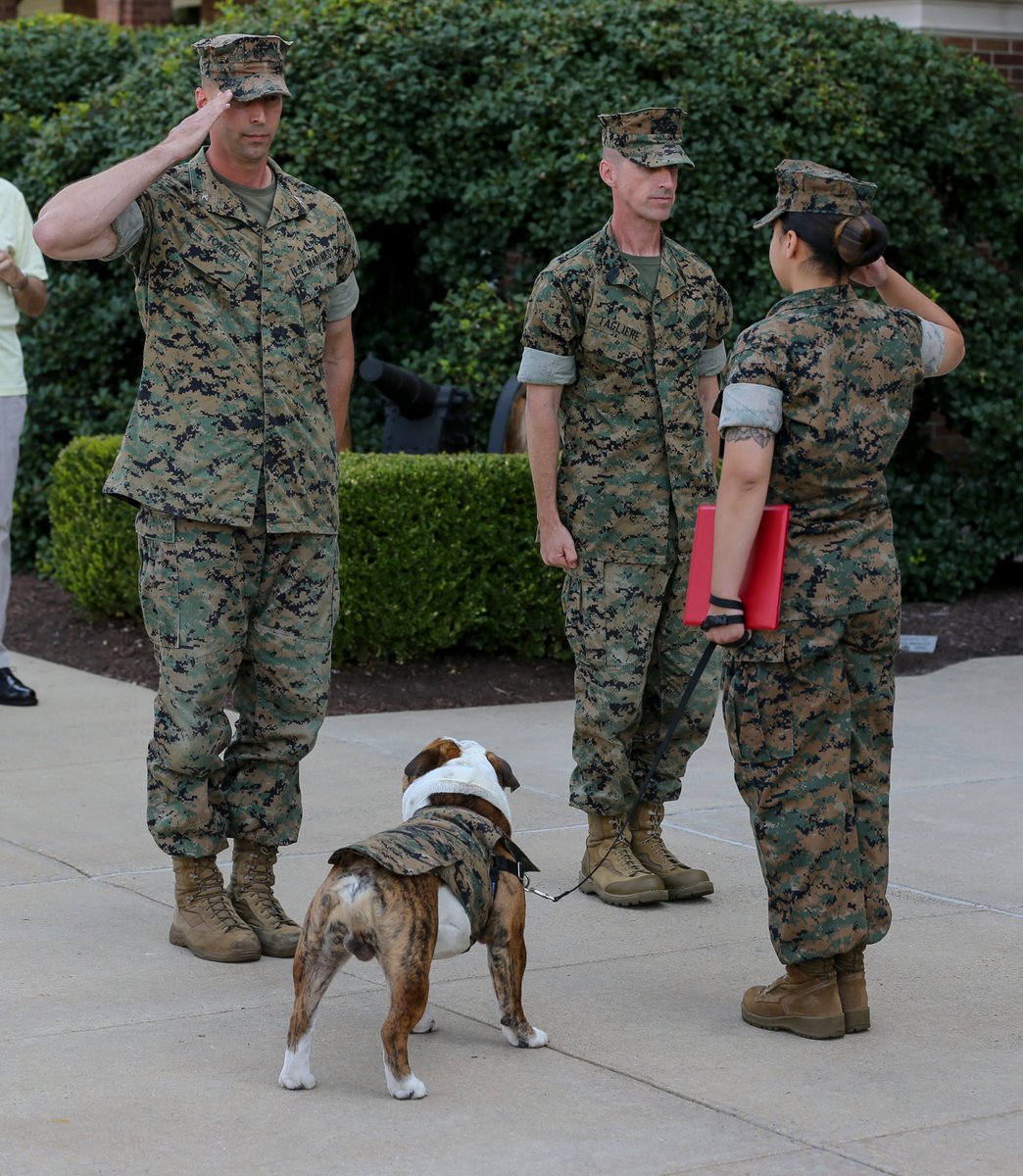 Southwood Twitterren T Co 8dkepp74zf アメリカ国の海兵隊のチェスティ15世という犬が迷彩服を着ています T Co 1hukqceoce Twitter
