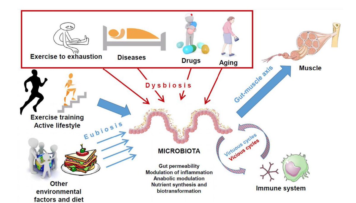 Microbiotica intestinal