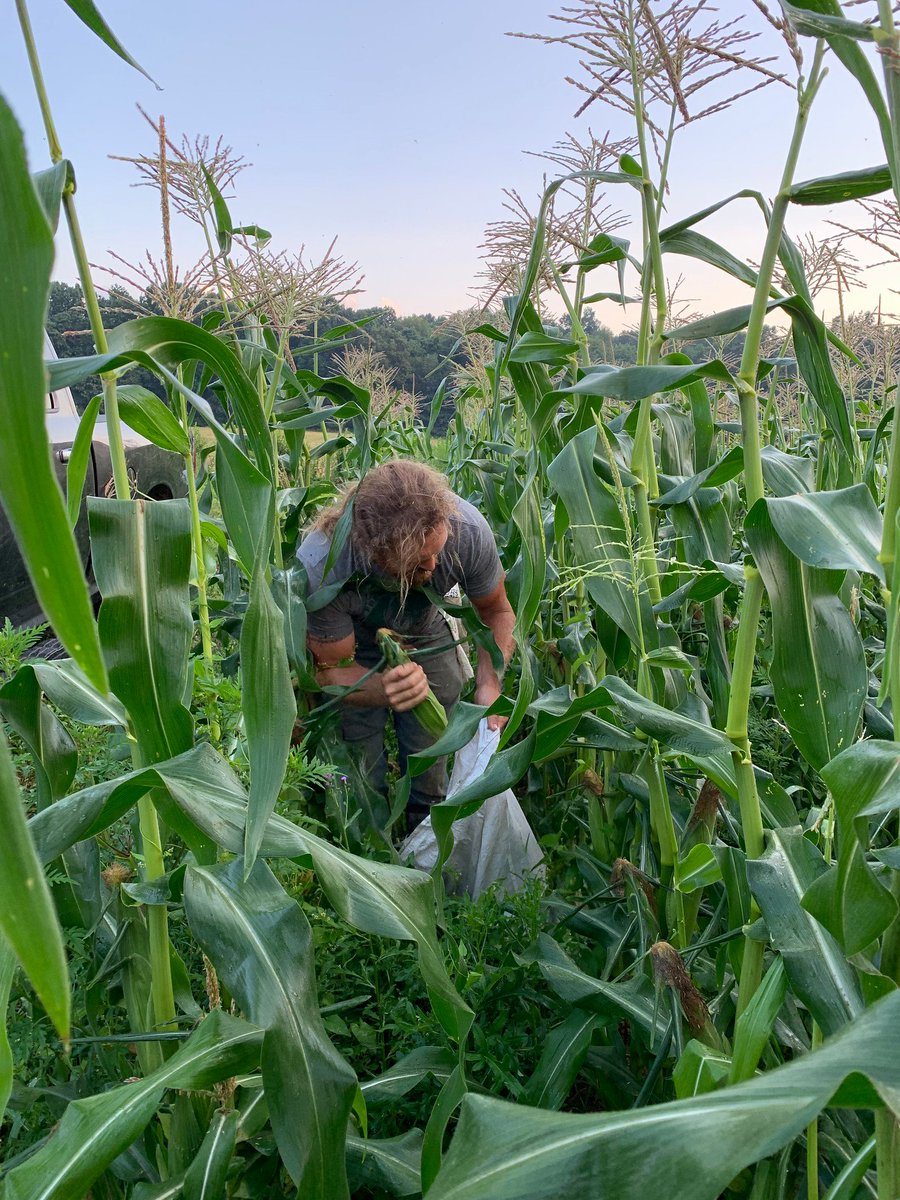 FarmKings's tweet image. Early morning picking