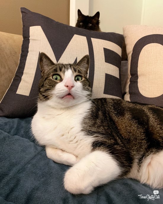 threechattycats's tweet photo. Happy Friday! Check out what the cats were chatting about this week. 
https://t.co/q2l51CsBFF https://t.co/bZYD8rzc8E