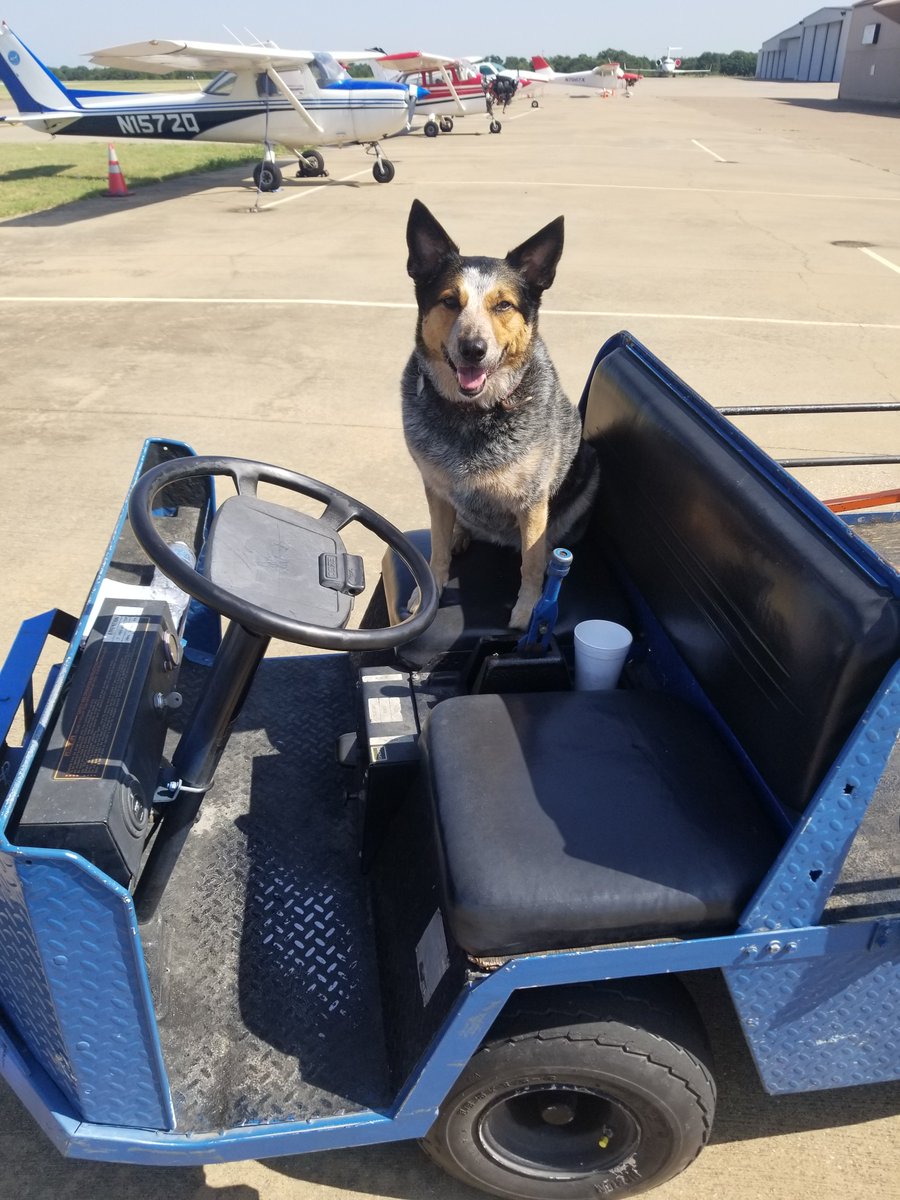 ServiceDallas's tweet image. Our shop dog Piper loves to go on a ride! 
#DEAS #Dallas #piper #aviation #Maintenance #Mechanic #Planes #picoftheday #executive #Aircraft #dogs
