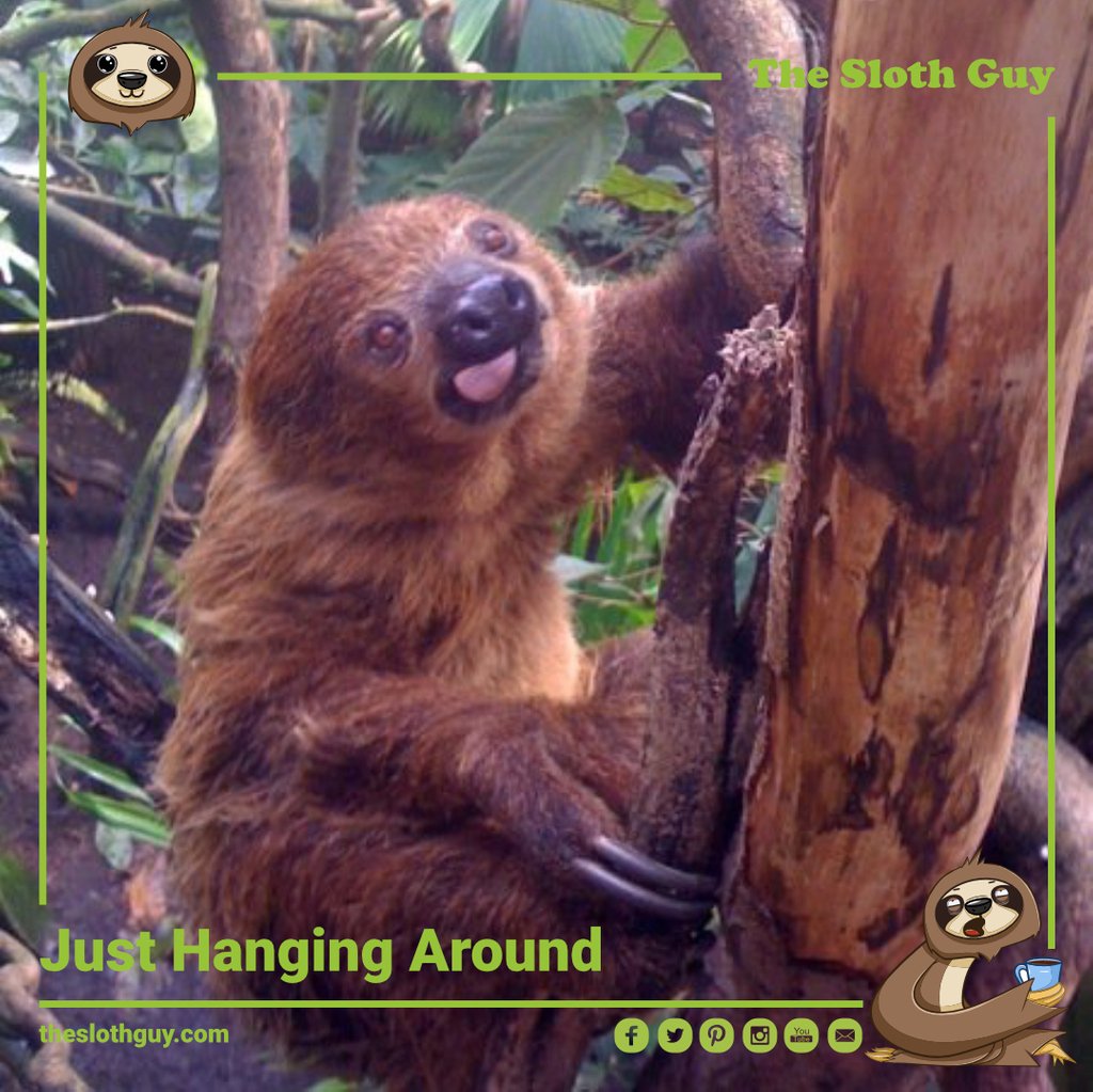 The_Sloth_Guy's tweet photo. #sloths #costarica #sloth #rescue #animal #animalsofig #nature #cute #love #slothsofinstagram #happy #twotoedsloth  #sloth #cuteanimals #animalsofinstagram
 #slothmemes  #slothlove #slothlover #slothsunday #babysloth #animals #cute #cuteanimals https://t.co/1kd15w3HXv
