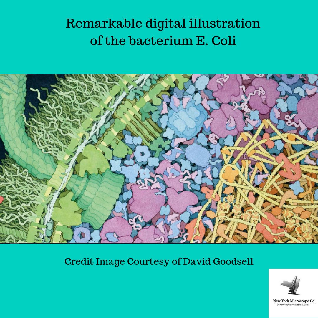 MicroscopeCo's tweet image. Art and science work beautifully together in the hands of David Goodsell, a molecular biologist renowned for his cellular landscapes.
#molecularbiology #microscopeart #microscopicimages #artsandscience #STEAM
ow.ly/Ae3G50v9nWX