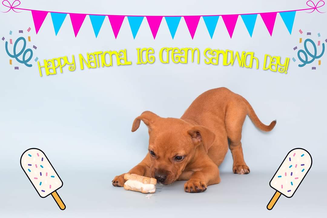 Animal Ark Rescue tweet media