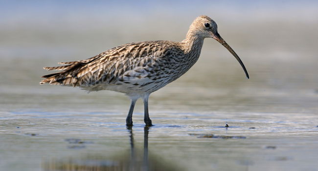 6 000 Courlis cendrés seront abattus=la #France reste le dernier pays de l’arc Atlantique à autoriser la #chasse de cette espèce en danger👎1 décision prise au mépris de l’avis de la <a href="/EU_Commission/">European Commission</a>, des scientifiques &amp; des citoyens mais le combat continue👉m.lpo.fr/fKgBl