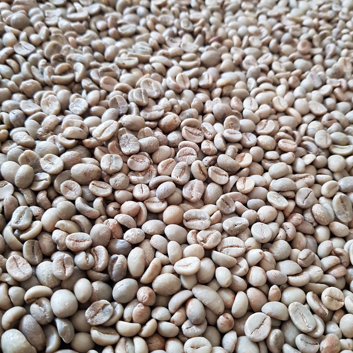 tunaorangeri's tweet photo. Ikväll röstar vi lite ekologiskt specialkaffe. 

#honduras #indien 

#arabica #robusta #caturra #catuai #kaffe #coffee #tuna https://t.co/HN5nAn4cMC