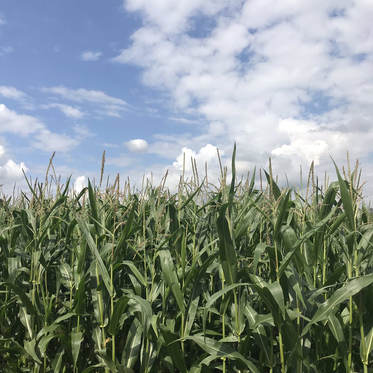 Seven Sisters Icecream tweet media