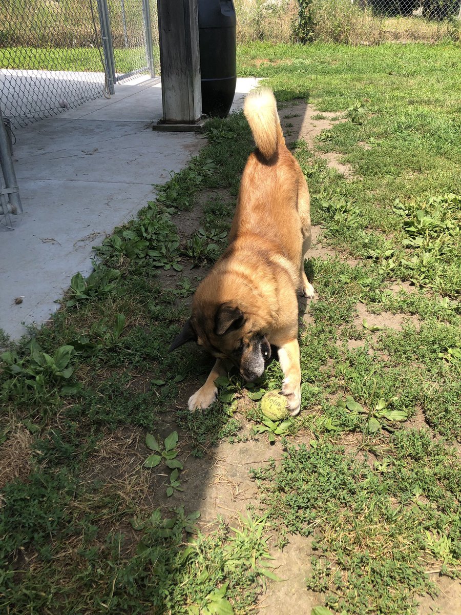 AlissaNECM's tweet photo. Huntington is 14/10 a good boy who is 100% adoptable. He loves belly rubs and playing fetch with his tennis ball. He is super friendly, but also knows how to play on his own. You can apply for adoption at the Fairhaven Animal Shelter.   @dog_rates  #GISH2019 #RateGISHDogs https://t.co/XlnwN5pqPN