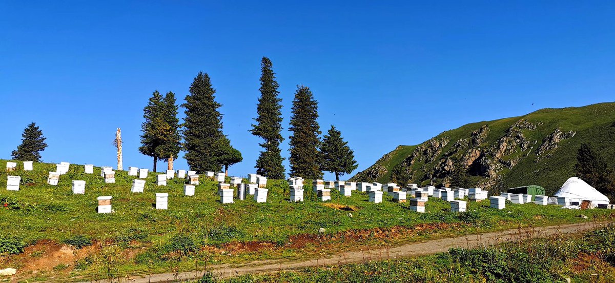 Insect_Sciences's tweet image. #Apiaries in Inner Mongolia, China, - photos from Dr. Fuliang Hu, Zhe Jiang University