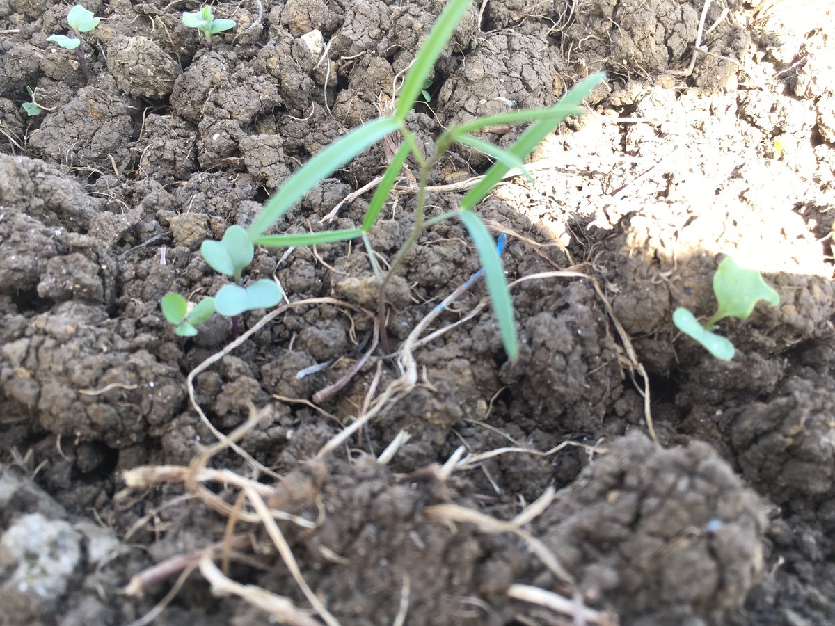 GerminalUKAgri's tweet photo. Always up for a challenge at @wearegerminal Research Station. Initial count on the flea beetle deterrent trial. Well it looks interesting, not promising yet but interesting! More to come and more counts for @JoMatt_Germinal #redstart #mariskestrel #KnowledgeAdvances https://t.co/1qEKCAn46D