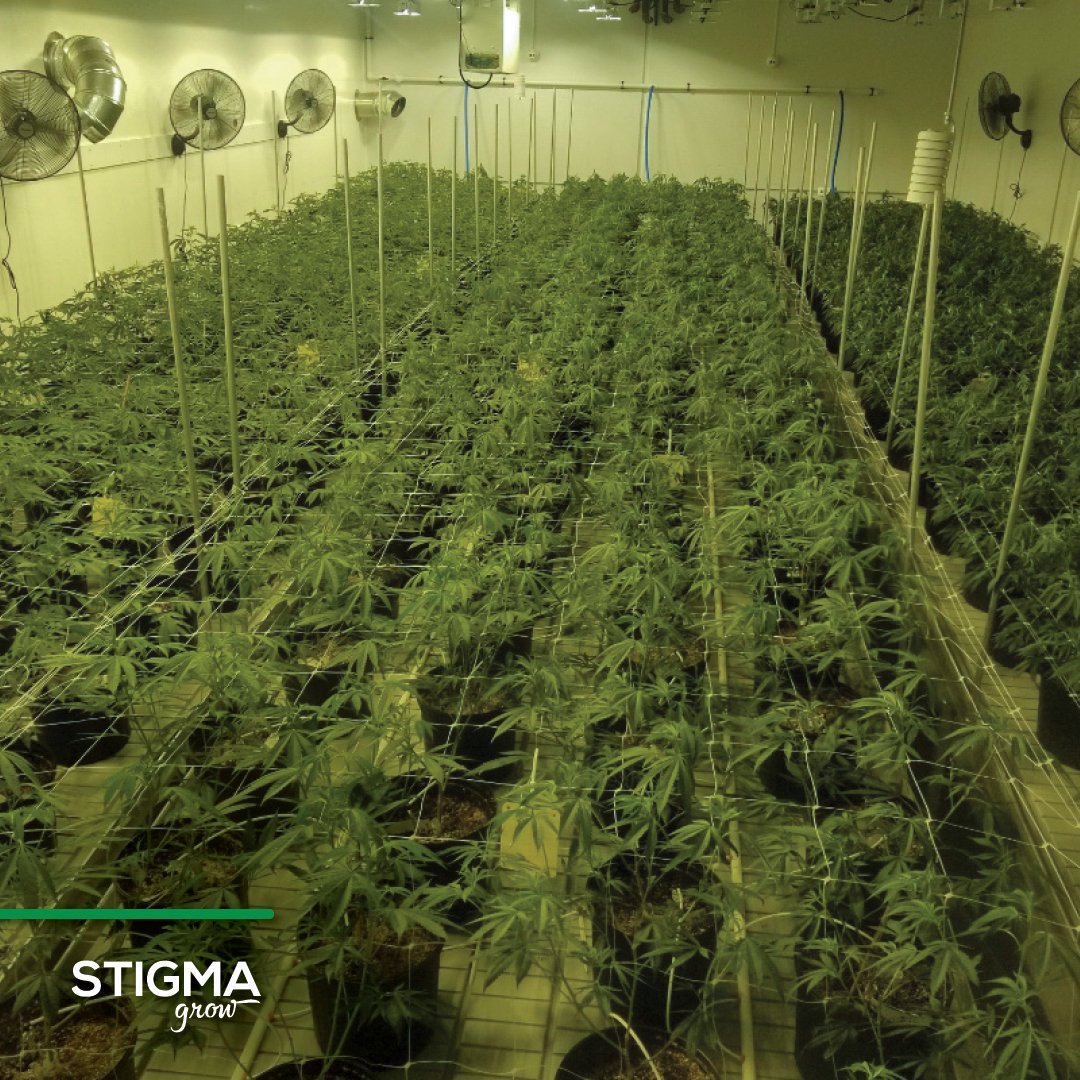 StigmaGrow's tweet photo. Grow Room #1 - currently growing Citrus Farmer and Sour Grapes. Everyone is happy and healthy. Am I the only one that can smell this picture? #FreshTrees https://t.co/KaMX0o5IHP