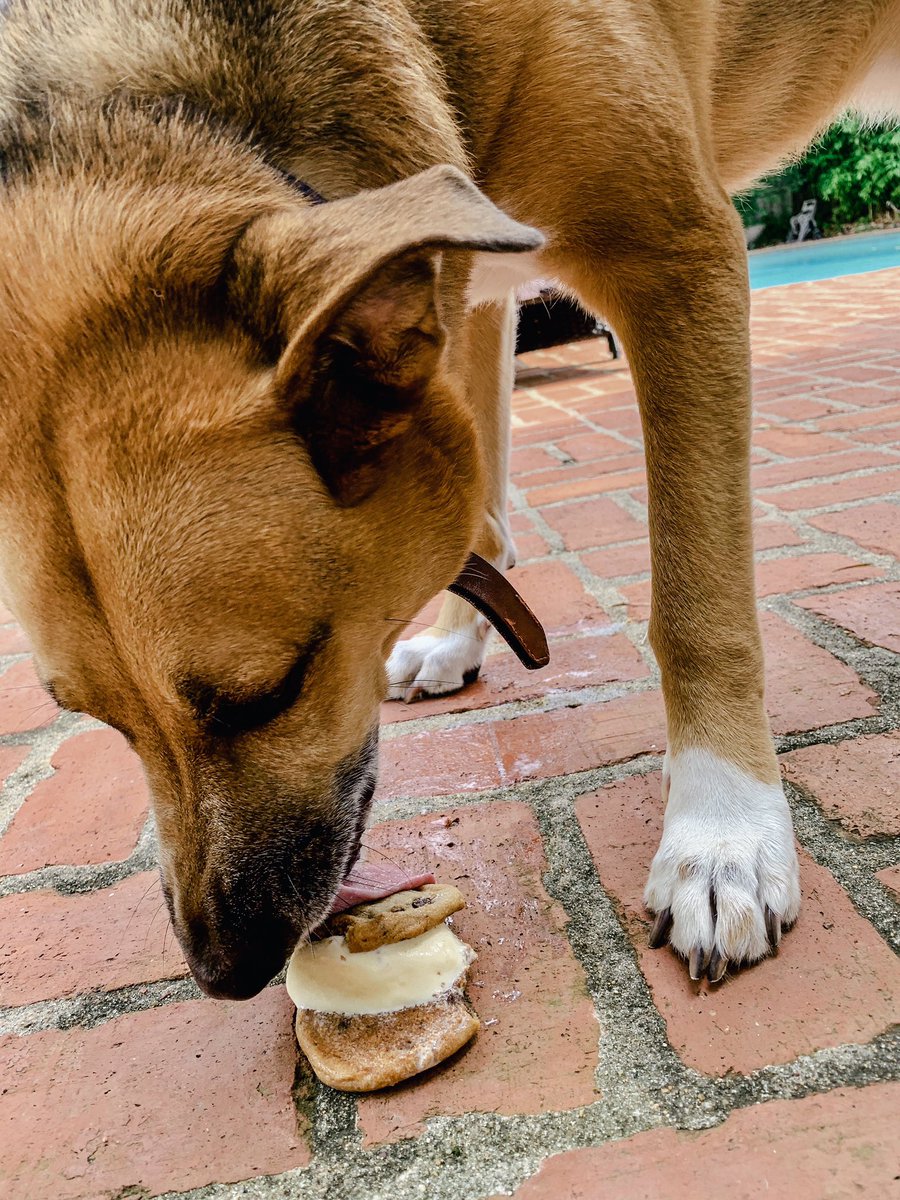 NeighborsLLC's tweet photo. Happy #NationalIceCreamSandwichDay from Neighbors! Our chunky chocolate chip cookies pair perfectly with any flavor ice cream, making for the perfect summertime treat! 🍪🍦They’re doggone good too! 🤪 Check out our model pup, Buie, enjoying his #cookiesandwich https://t.co/3mM7gglG0t