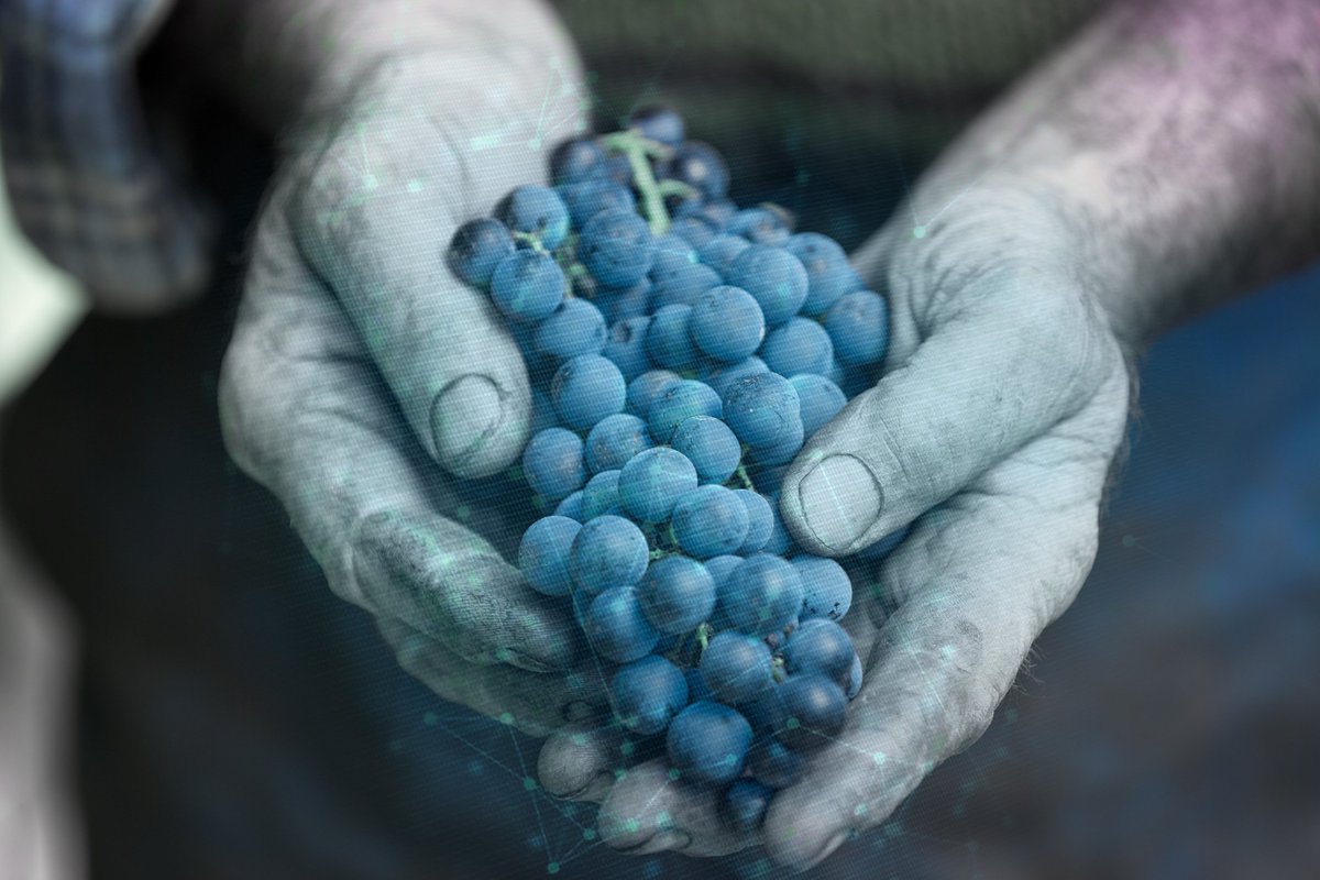 FBK_research's tweet photo. La FBK al fianco di Cavit e degli agricoltori trentini con un sistema predittivo di #intelligenzaartificiale che indica il grado di maturazione ottimale del grappolo
👉 https://t.co/46g5THHV3q

#vendemmia #agricoltura #fruitipy #ricerca #innovazione #impactmatters #impatto https://t.co/xDm77luOtH