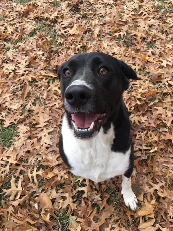 Meet Rocco. Dis cuddly pupper has been patiently waiting for his furever home for 225 days! Rocco is a good boy. To adopt: animcntrl@gladstone.mo.us <a href="/dog_rates/">WeRateDogs</a> #RateGISHDogs