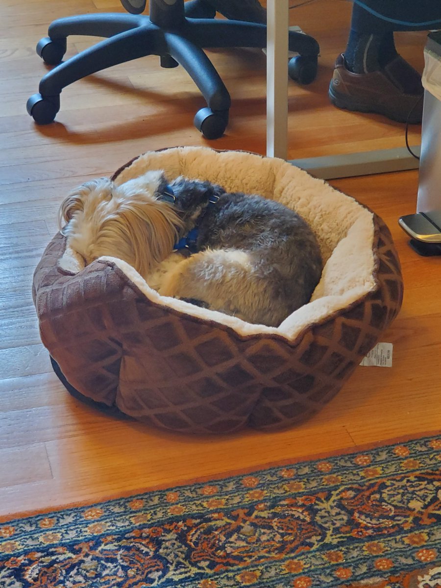 Edifix's tweet photo. Our Edifix Pupper-in-Chief just wants to sleep away this heat! #TimoAndFriends https://t.co/IfcCaMxTnH