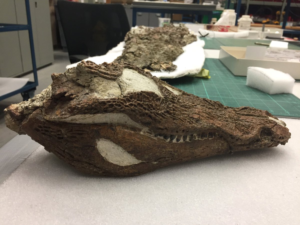 RoyalTyrrell's tweet photo. Preparation of this crocodile is complete! This specimen has an articulated skull and partially articulated body with scutes preserved. #FossilFriday https://t.co/NkHKBJy4ZK