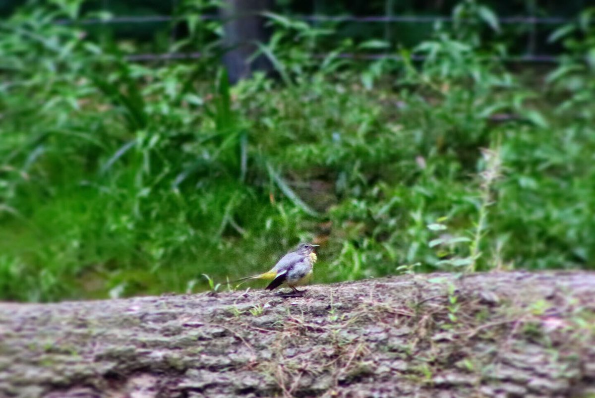 lauraexploress's tweet photo. Did some filming today, saw a Grey Wagtail and wood pigeon - plus more birds that you will see in my next YouTube video. Fun fact: Grey Wagtails have the longest tail of all Wagtails and are always wagging it(hence the name!)#greywagtail #wildlifephotography #nature #photography https://t.co/EIdylrTM1C