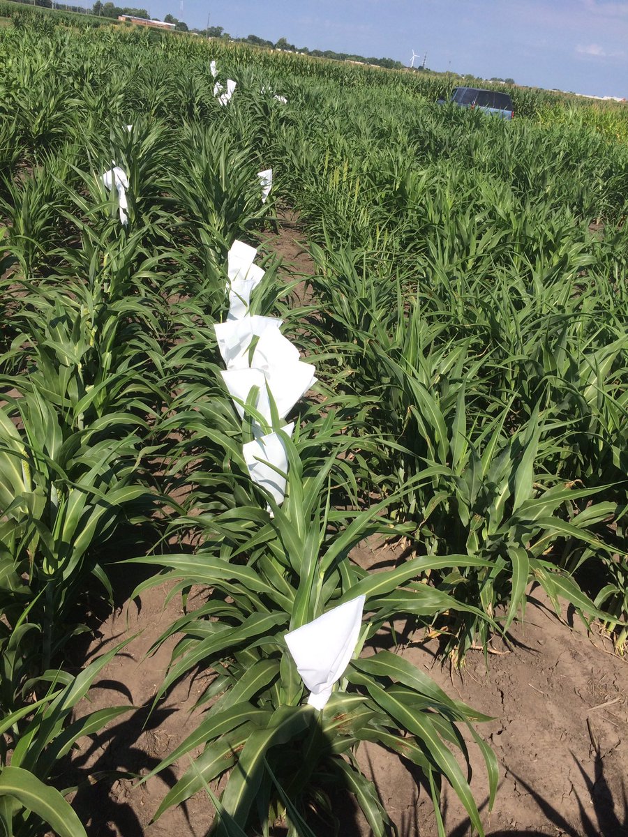 Started bagging in sorghum hybrids and backcross today. Waiting to see how helpful these breathable bags would be. #sorghum #CMS #CABBI