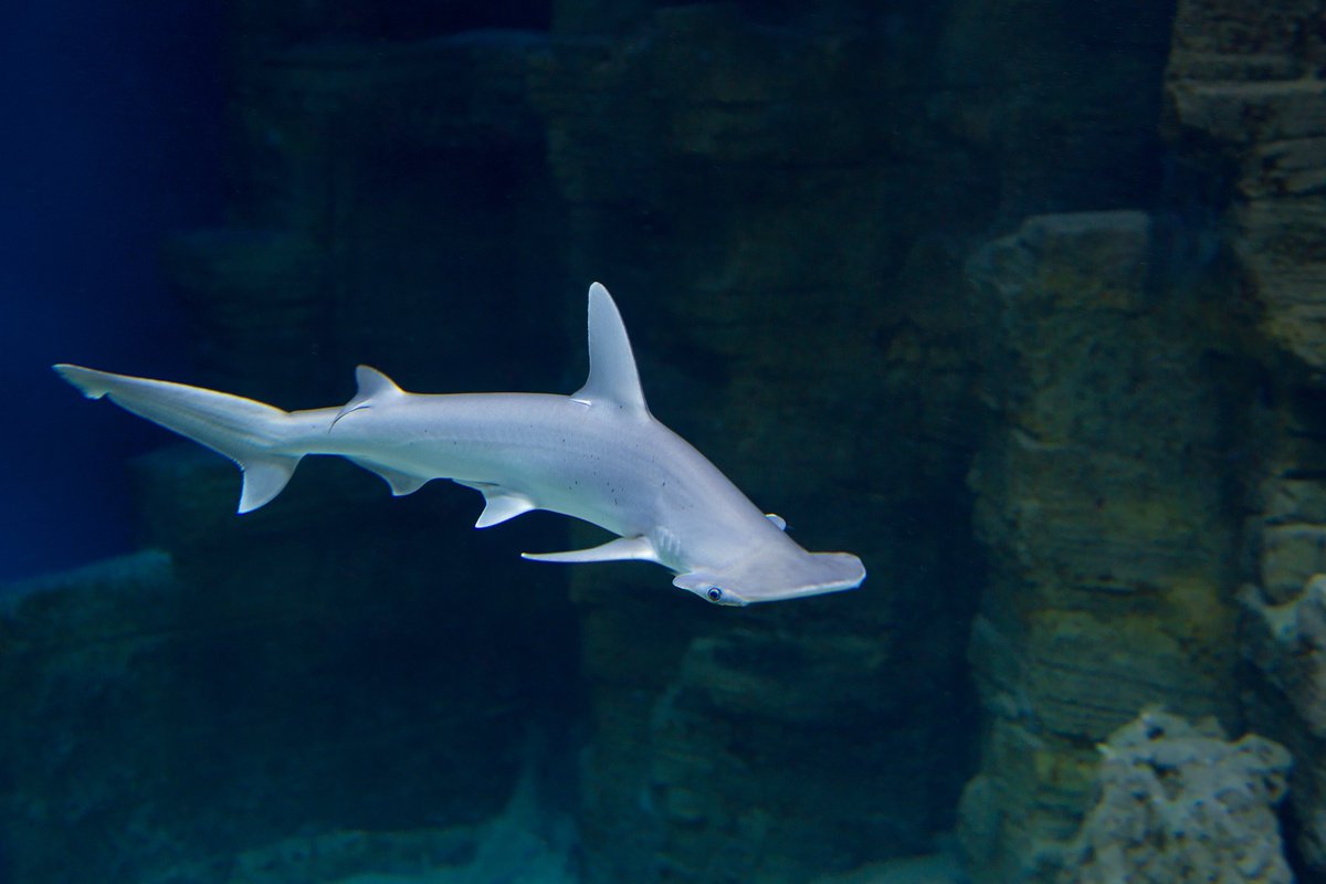 RipleysAquaCA's tweet image. No this is not a hammerhead shark but it is very close! 

This is a bonnethead shark one of the 9 specie types of the hammerhead shark family. 

The unique bonnethead has nearly 360-degree vision and excellent depth perception. #FeaturedFishFriday #SharkWeek
