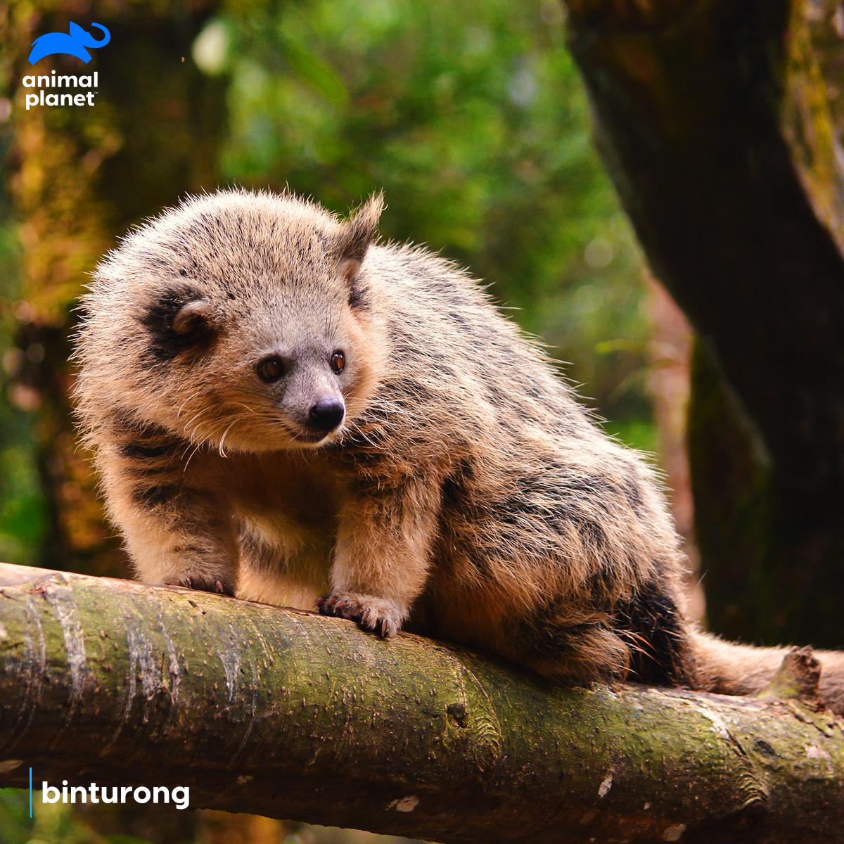 Animal Planet India on Twitter: "#DidYouKnow a kinkajou and binturong