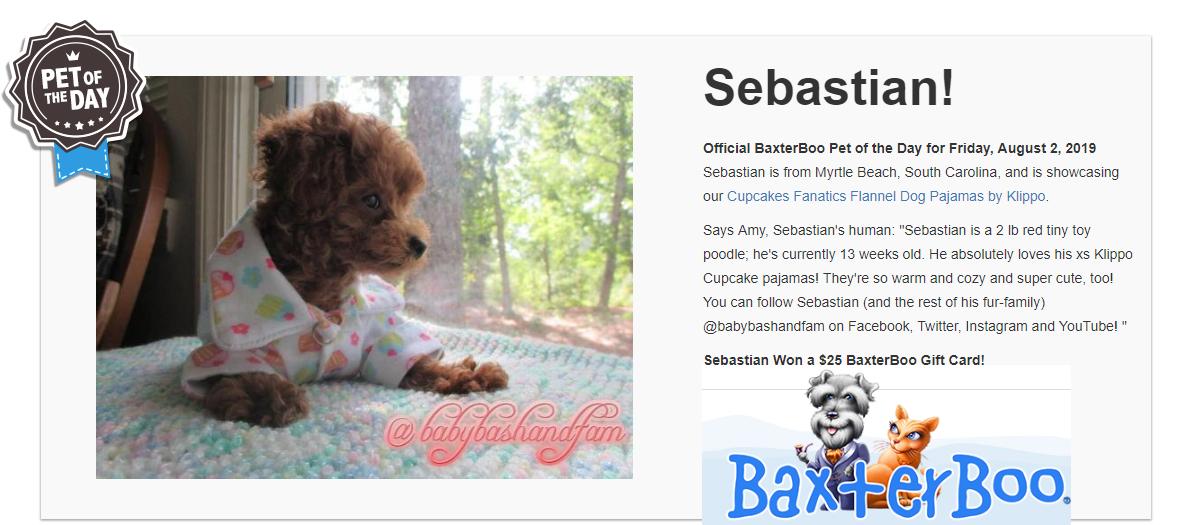 babybashandfam's tweet photo. 🥳Thrilled to be the @BaxterBoo #pet of the day!
https://t.co/GGgt8qCDPU
#Dogs #DogsofTwitter #DogsofInstagram #Doggo #Doggos #DogLovers #MyDog #MyDogIsCutest #Animals #AnimalLover #PuppyLove #Puppies #Poodles #Winner #TooCute #Adorable #FridayThoughts #BaxterBoo #Pets #Sweet https://t.co/4jkB3hz8tm