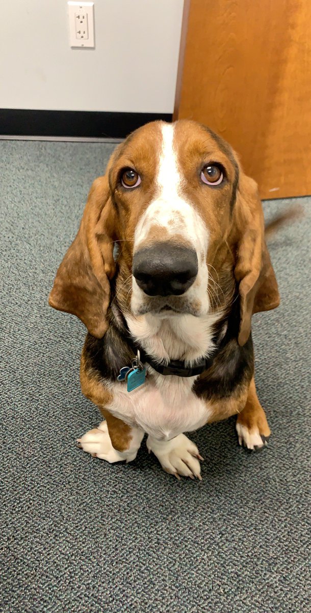 Demandlighting's tweet photo. Meet Humpfry the newest representative for the Dogs of Demand Lighting!
-
His ears are so long we thought to use them for wind turbine support!
-
The Demand Lighting office is 100% dog friendly. Come meet the pups and grab a quote for your next project!
-
#demandlighting #cutepup https://t.co/TeVuGNLXiD