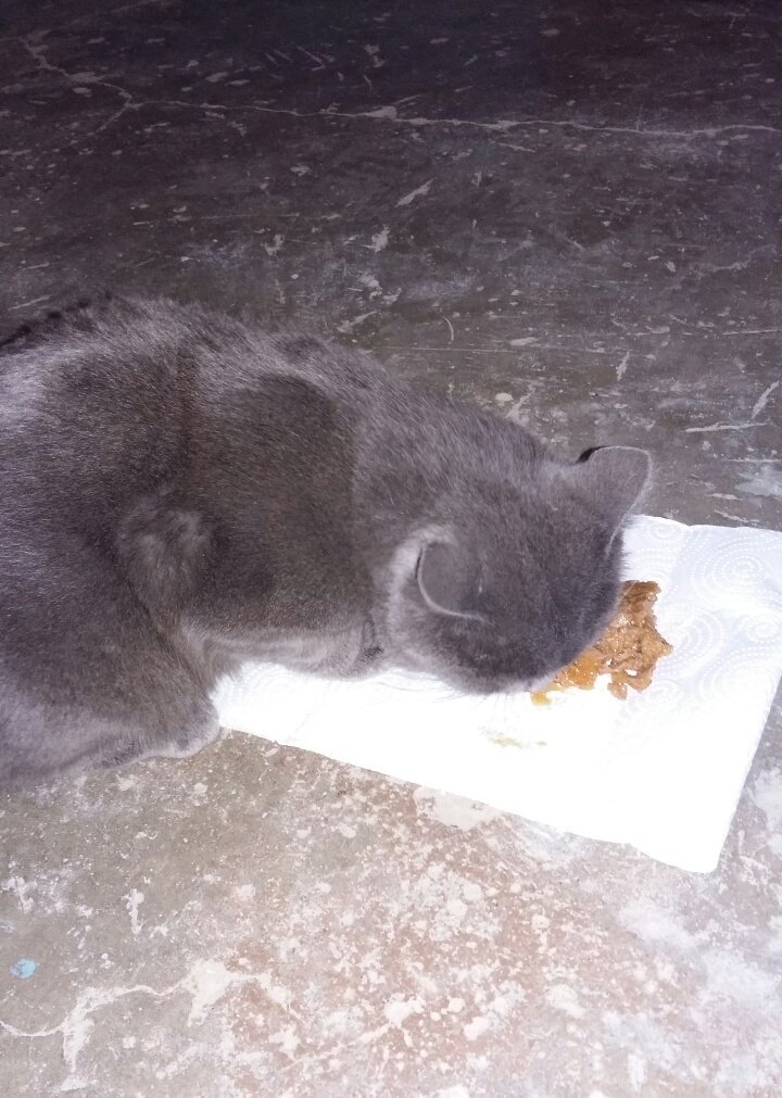 фон с выброшенными животными в коробке. выкинул кота с балкона. плохая кошка. сбросили котят фадеева. кот съел пищевую пленку.