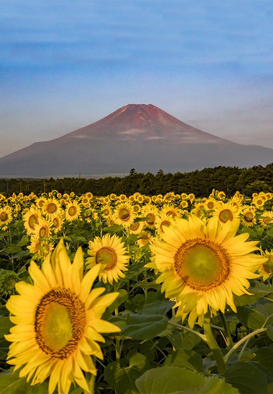 Take ひまわり畑の富士山 縦位置 中央の花に蝶がとまっています T Co Ffojcqgxtk Twitter